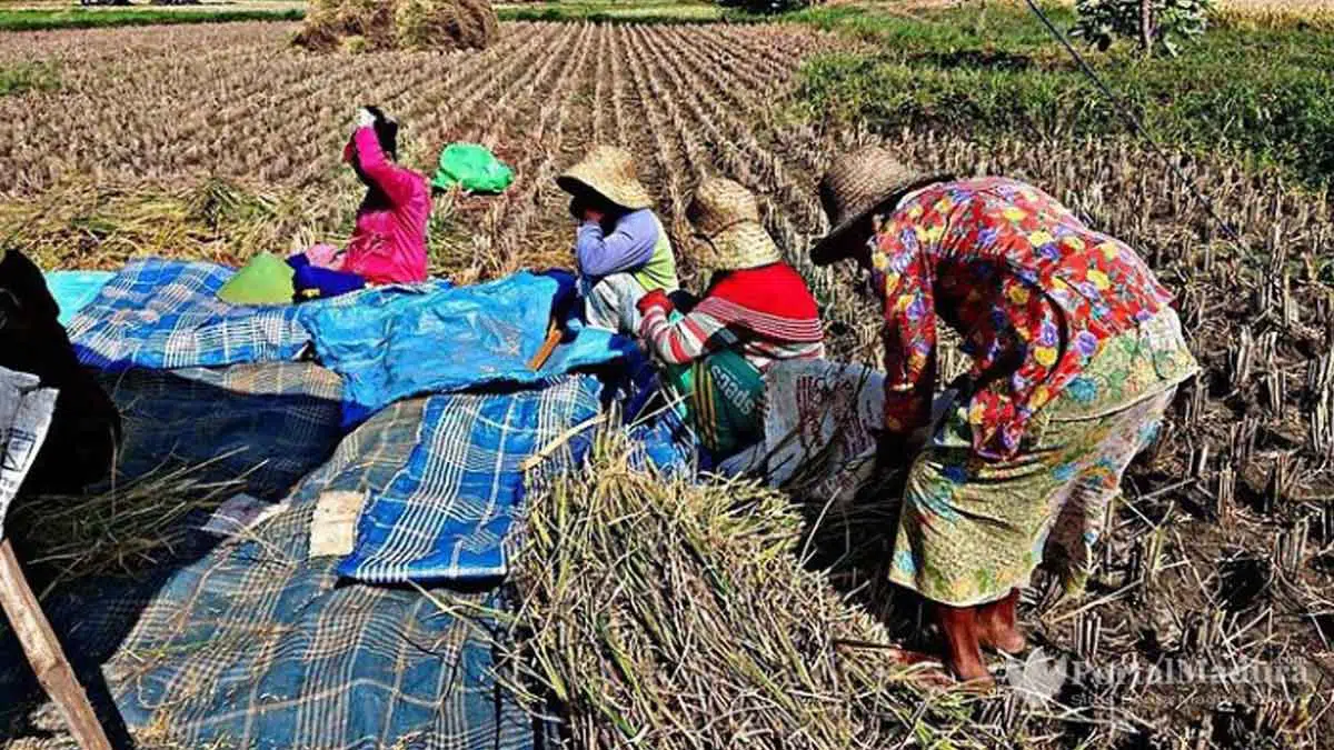 Petani Pamekasan Mulai Bersiap Tanam Tembakau