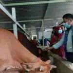 Anggota DPR RI Minta Kaum Milenial Tak Gengsi Ternak Sapi