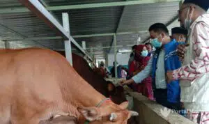 Anggota DPR RI Minta Kaum Milenial Tak Gengsi Ternak Sapi