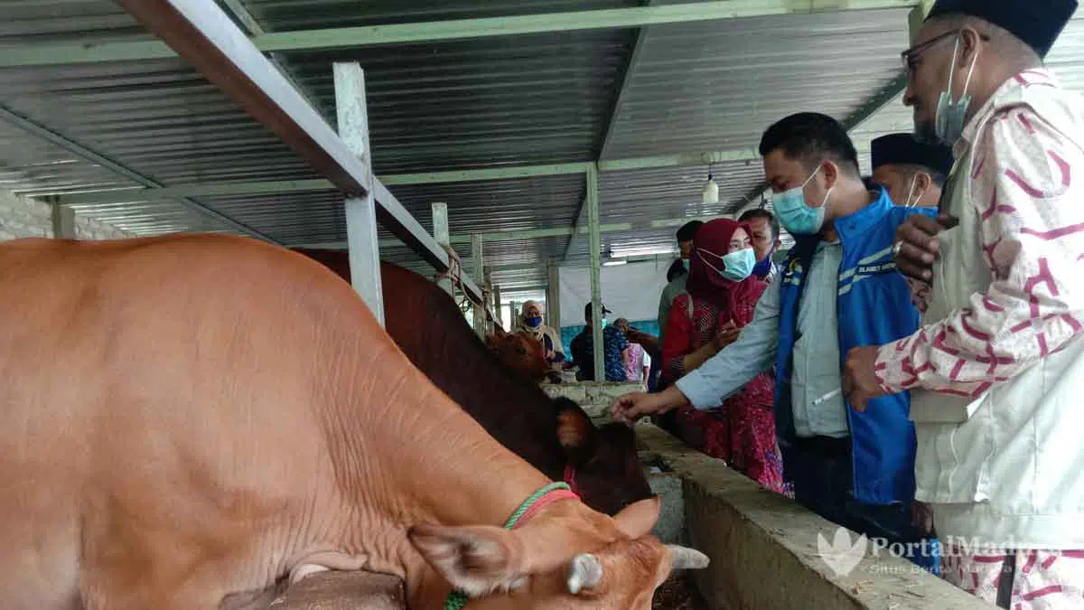 Anggota DPR RI Minta Kaum Milenial Tak Gengsi Ternak Sapi