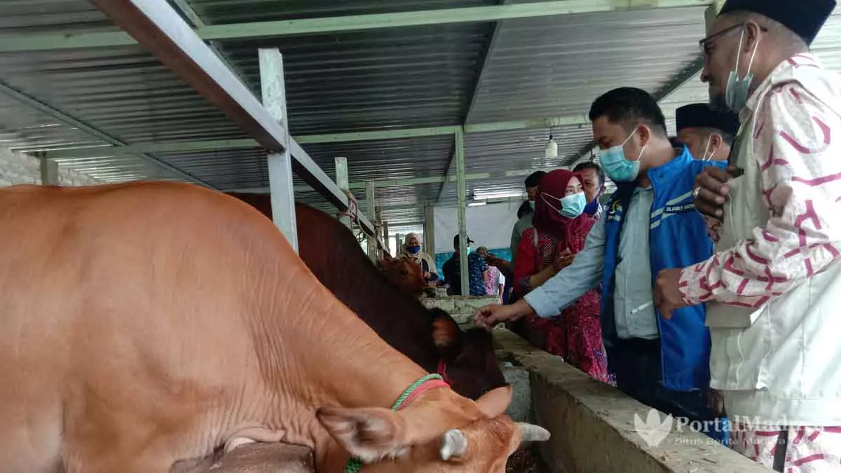 Anggota DPR RI Minta Kaum Milenial Tak Gengsi Ternak Sapi