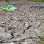 Bencana Kekeringan Sumenep Diprediksi Terjadi Hingga September 2021