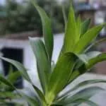 Berikut Manfaat Daun Suji Yang Baik Untuk Kesehatan Tubuh