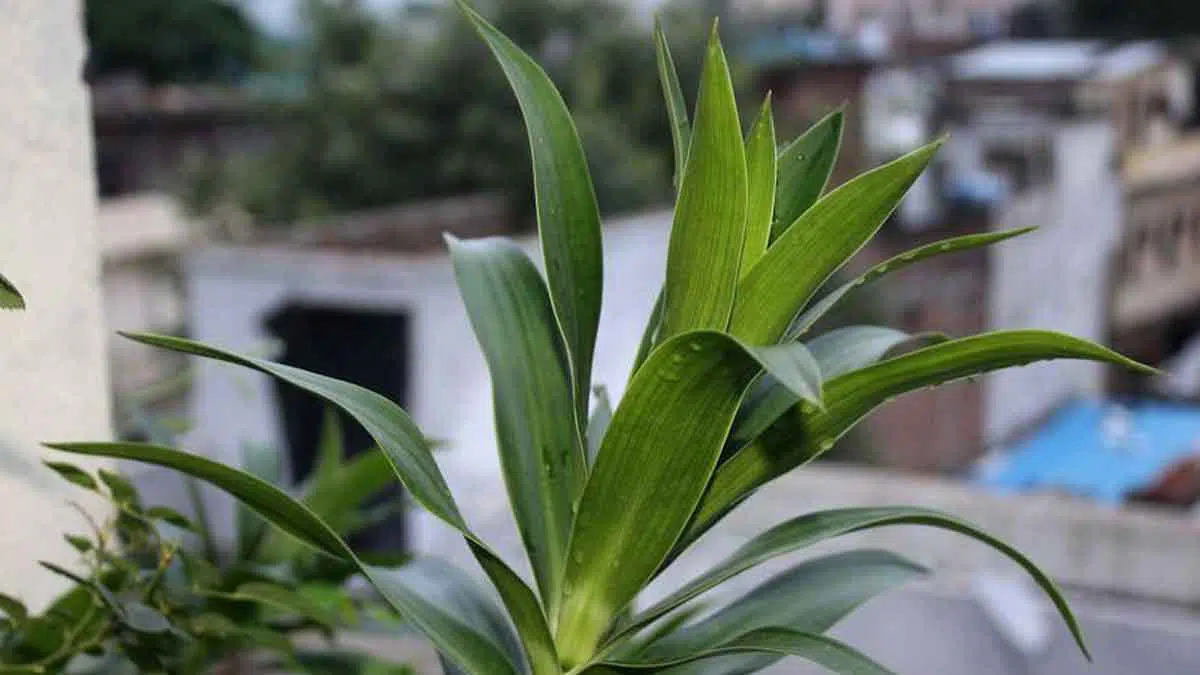 Berikut Manfaat Daun Suji Yang Baik Untuk Kesehatan Tubuh