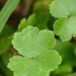 Centella Asiatica, Tumbuhan yang Punya Sederet Manfaat untuk Kulit Wajah