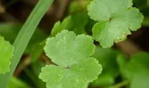 Centella-Asiatica,-Tumbuhan-yang-Punya-Sederet-Manfaat-untuk-Kulit-Wajah