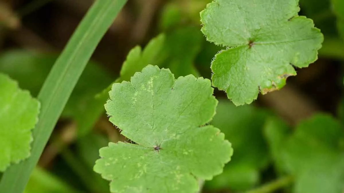 Centella Asiatica, Tumbuhan yang Punya Sederet Manfaat untuk Kulit Wajah