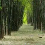 Indahnya 4 Wisata Surabaya dengan Suasana Jepang