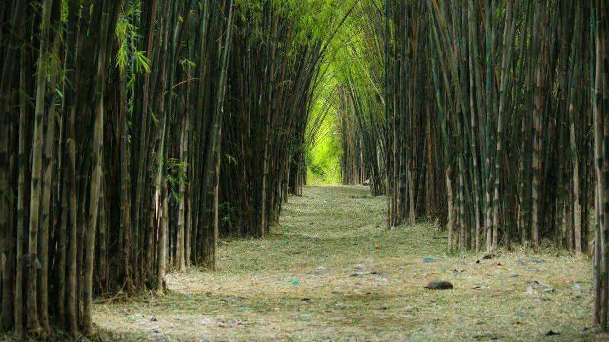Indahnya 4 Wisata Surabaya dengan Suasana Jepang