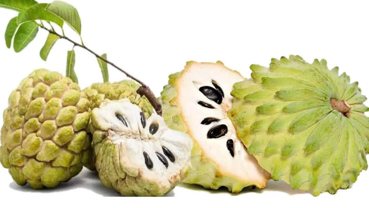 Kaya Akan Nutrisi, Buah Srikaya Baik Untuk Kesehatan