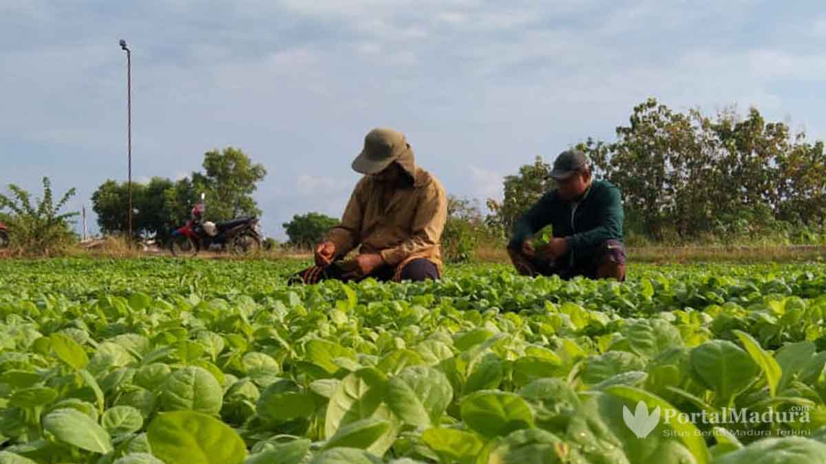 Musim Ini, Pemkab Pamekasan Target Produksi Tembakau 17 Ribu Ton