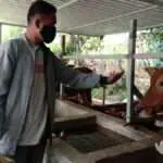 Jelang Lebaran, Pemkab Pamekasan Cek Kesehatan Hewan