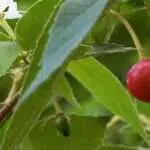 Sering Diabaikan, Buah Kersen Simpan Banyak Manfaat Untuk Kesehatan