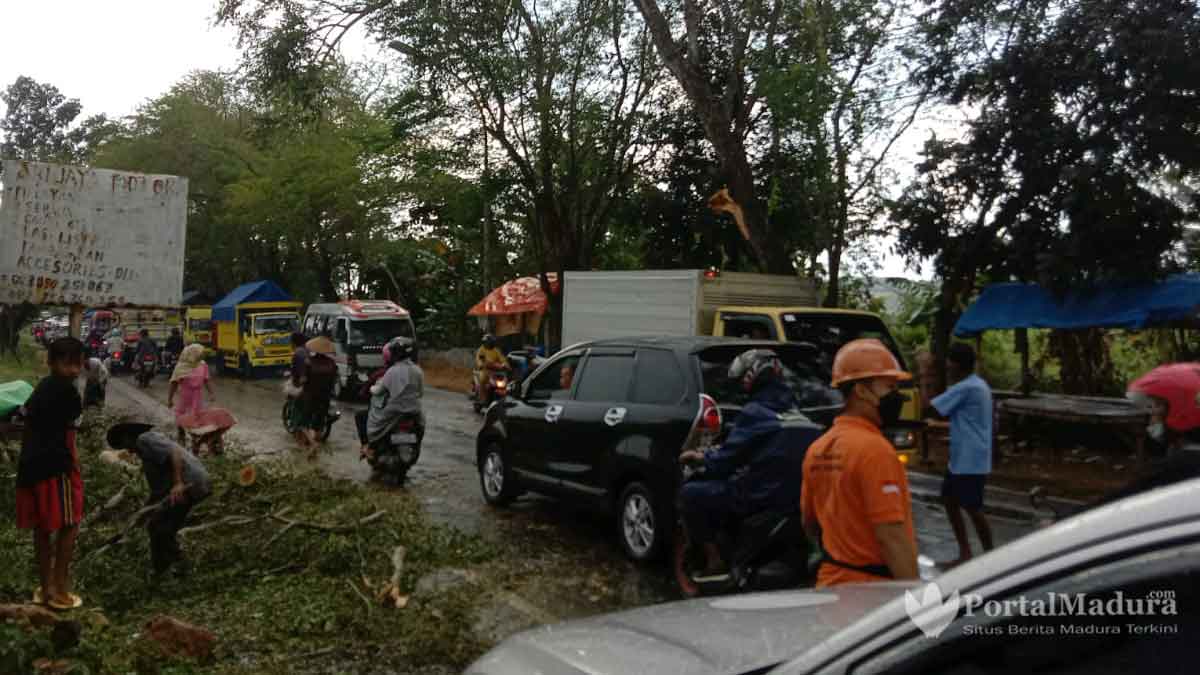 Angin Kencang, Tiga Pohon Tumbang Melintang Jalan Raya Sampang