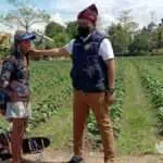Petani Tembakau Pamekasan Dimanja, Belikan Bibit dan Alat hingga Perbaikan Jalan