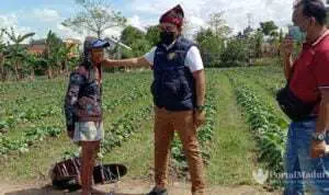 Petani Tembakau Pamekasan Dimanja, Belikan Bibit dan Alat hingga Perbaikan Jalan