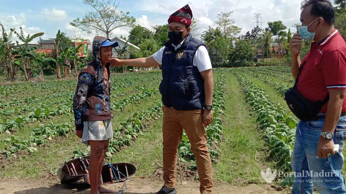 Petani Tembakau Pamekasan Dimanja, Belikan Bibit dan Alat hingga Perbaikan Jalan