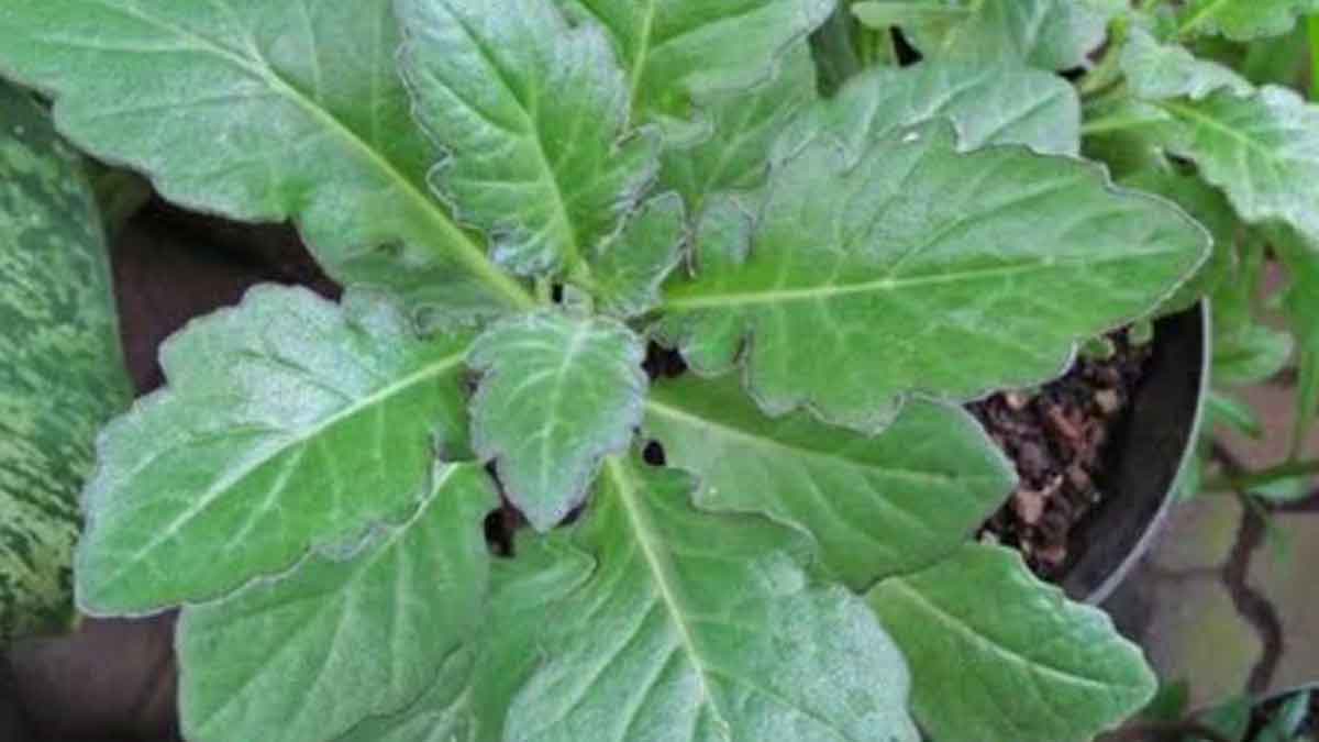 Manfaat Daun Dewa Untuk Kesehatan