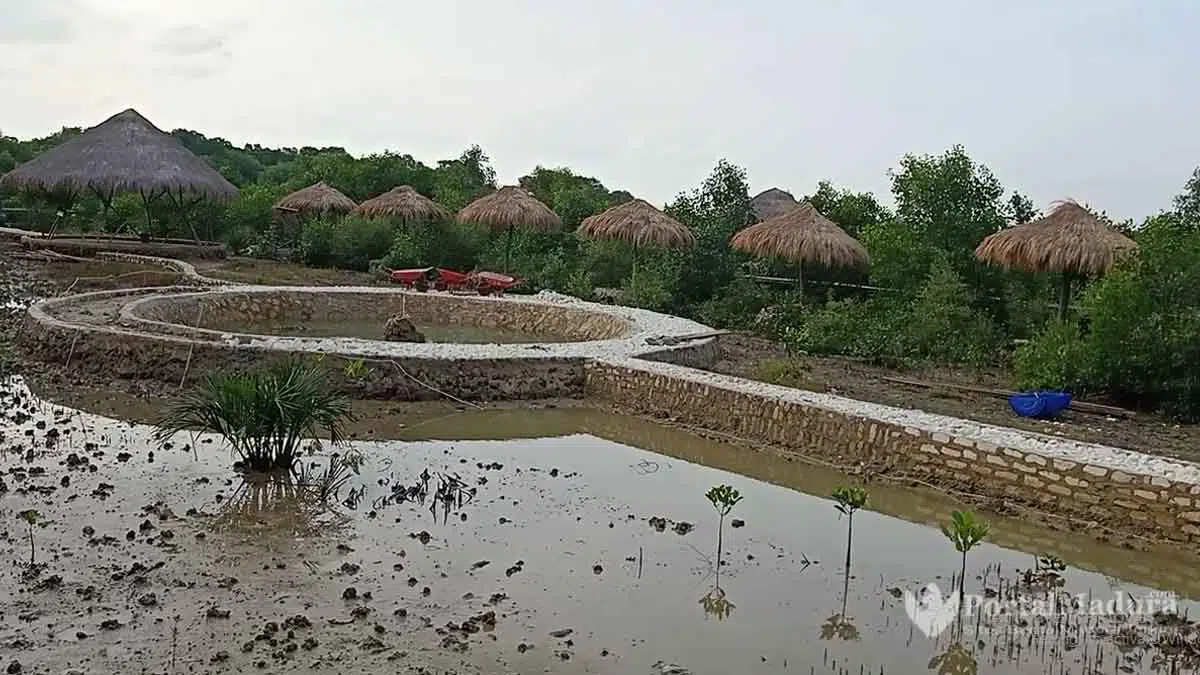 Indahnya Wisata Mangrove Kedatim Sumenep
