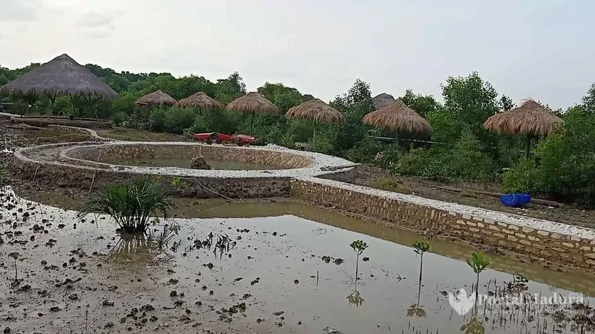 Indahnya Wisata Mangrove Kedatim Sumenep - Portalmadura.com Indahnya Wisata Mangrove Kedatim Sumenep