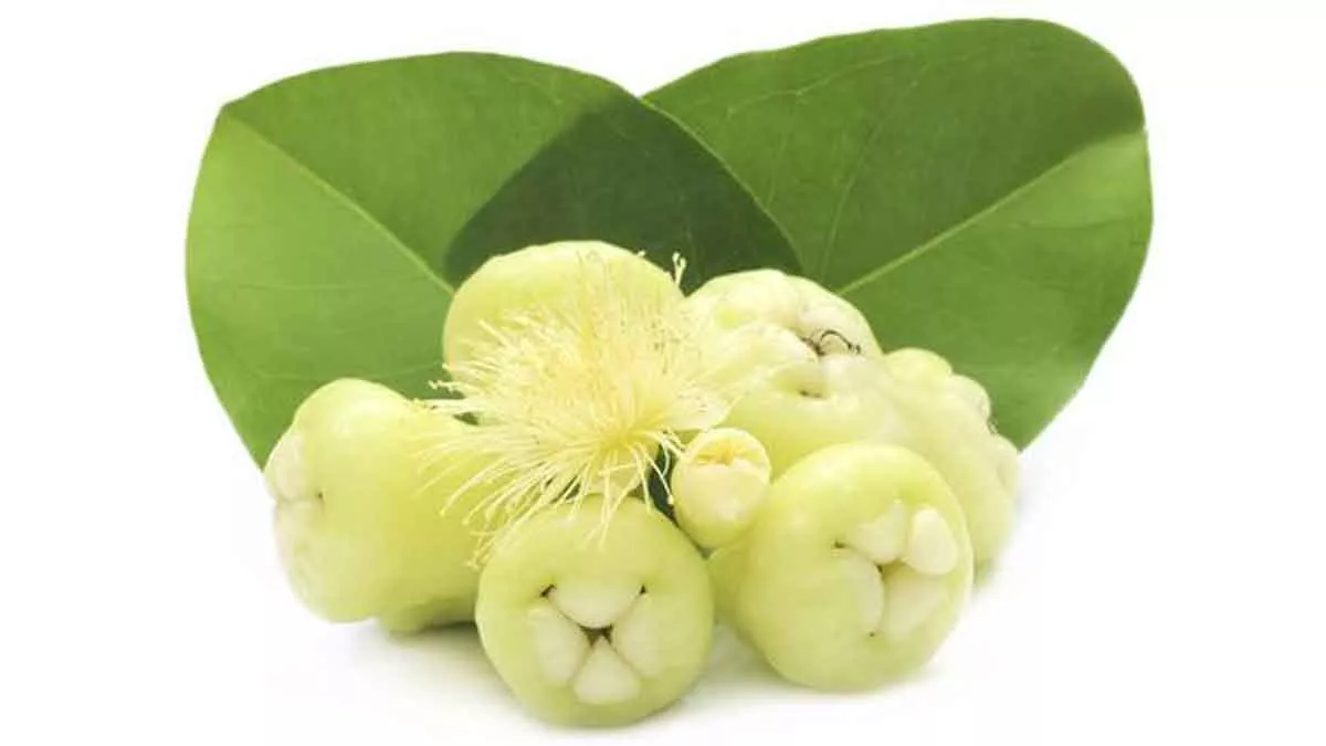 6 Manfaat Buah Jambu Air Putih Bagi Kesehatan Tubuh