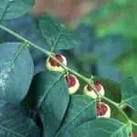 Ketahui 8 Manfaat Daun Katuk untuk Kesehatan