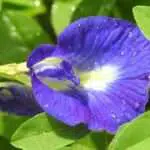Memiliki Warna yang Cantik, Ini Manfaat Bunga Telang untuk Kesehatan