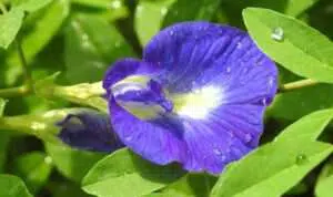 Memiliki Warna yang Cantik, Ini Manfaat Bunga Telang untuk Kesehatan