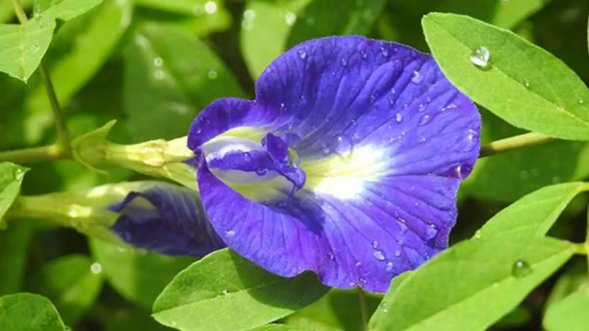 Memiliki Warna yang Cantik, Ini Manfaat Bunga Telang untuk Kesehatan