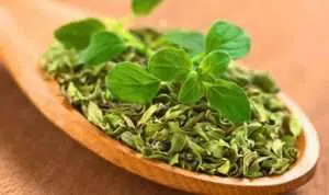 Ketahui 6 Manfaat Oregano Bagi Kesehatan Tubuh
