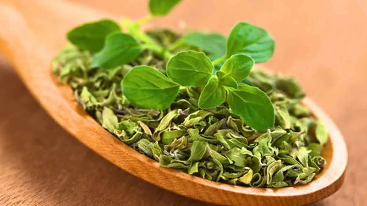 Ketahui 6 Manfaat Oregano Bagi Kesehatan Tubuh
