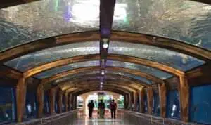 Wisata-Edukasi-Unik,-Inilah-4-Wisata-Aquarium-terbaik-di-Indonesia