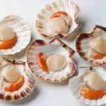 Scallop Si Kerang Mahal Yang Baik Untuk Kesehatan
