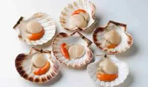 Scallop Si Kerang Mahal Yang Baik Untuk Kesehatan