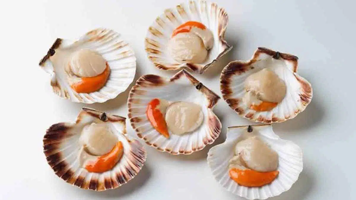 Scallop Si Kerang Mahal Yang Baik Untuk Kesehatan