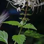 Manfaat Daun Kumis Kucing Untuk Kesehatan