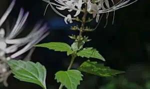 Manfaat Daun Kumis Kucing Untuk Kesehatan