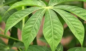 Manfaat Rajin Makan Daun Singkong Untuk Kesehatan Tubuh