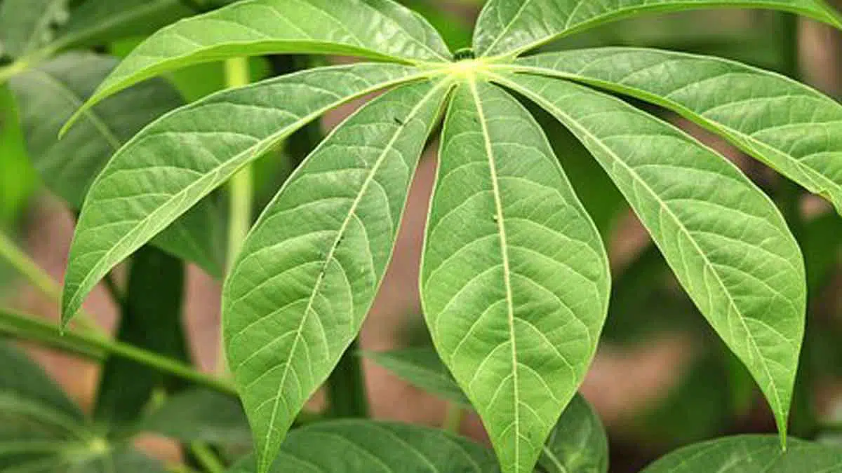 Manfaat Rajin Makan Daun Singkong Untuk Kesehatan Tubuh
