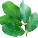 5 Manfaat Daun Jambu Biji Untuk Kesehatan