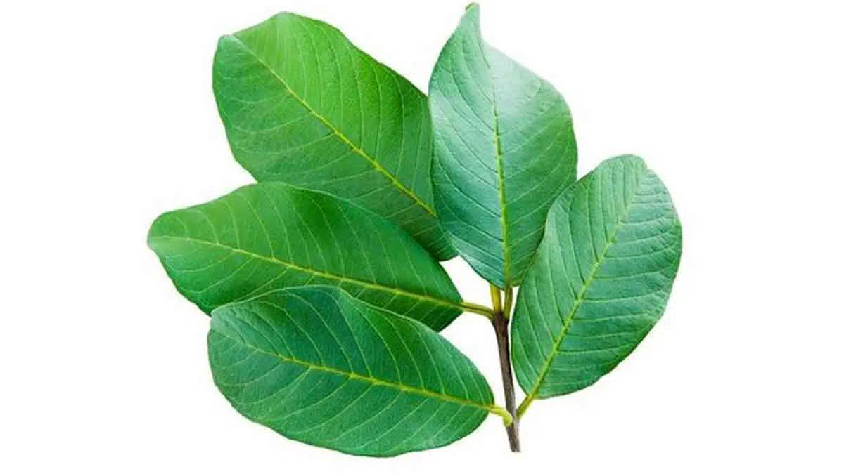 5 Manfaat Daun Jambu Biji Untuk Kesehatan