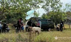 Imbas PPKM Darurat, Omzet Pedagang Hewan Kurban Anjlok