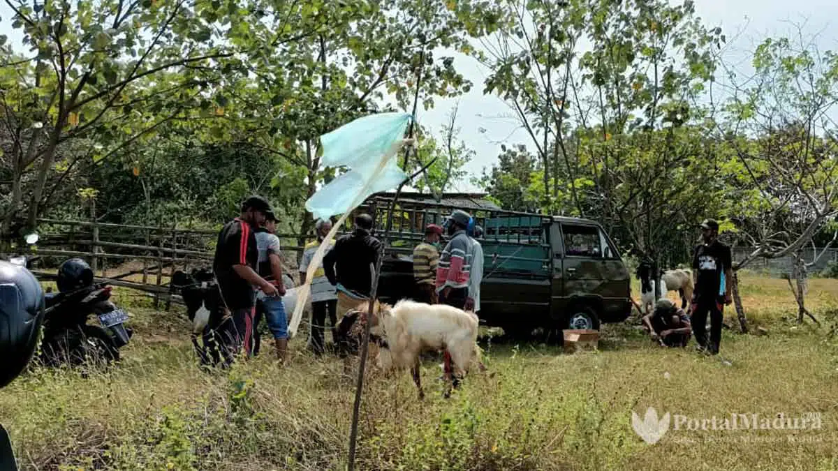 Imbas PPKM Darurat, Omzet Pedagang Hewan Kurban Anjlok