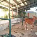 RPH Sumenep Hanya Layani Potong Hewan Kurban