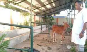 RPH Sumenep Hanya Layani Potong Hewan Kurban
