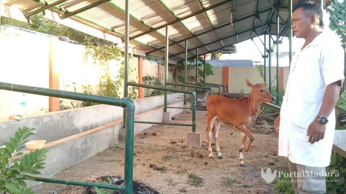 RPH Sumenep Hanya Layani Potong Hewan Kurban