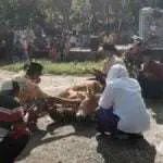 Tangkal Corona, Selawat Burdah hingga Urunan Sembelih Sapi di Sumenep