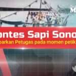 Kontes Sapi Sonok Kembali Dibubarkan pada Momen Petik Laut