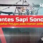 Kontes Sapi Sonok Kembali Dibubarkan pada Momen Petik Laut