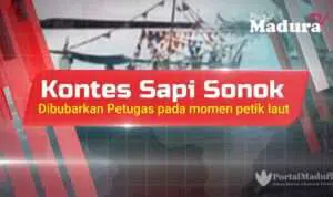 Kontes Sapi Sonok Kembali Dibubarkan pada Momen Petik Laut
